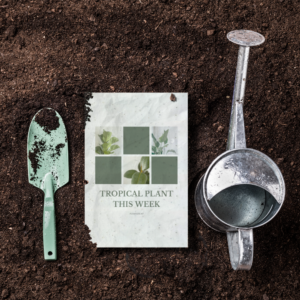 Plantable Postcards